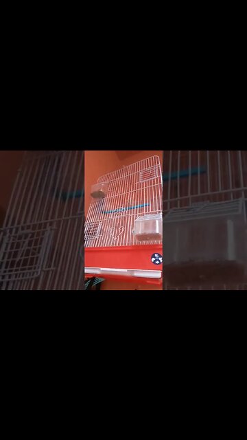 تغريد طائر الكناري روعة