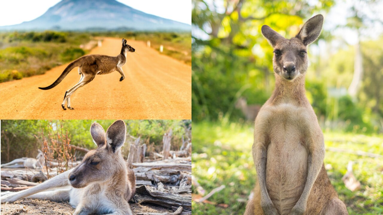 kangaroo