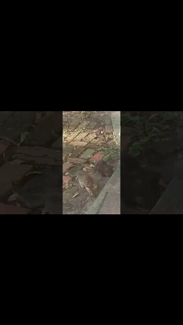 Stranger Cat With Her Babies Coming Up To Get Food