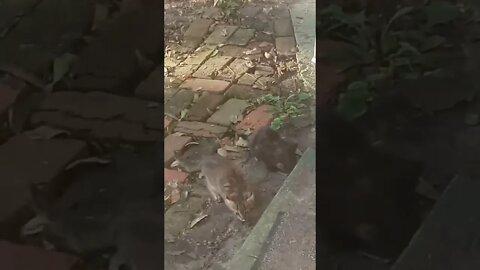 Stranger Cat With Her Babies Coming Up To Get Food