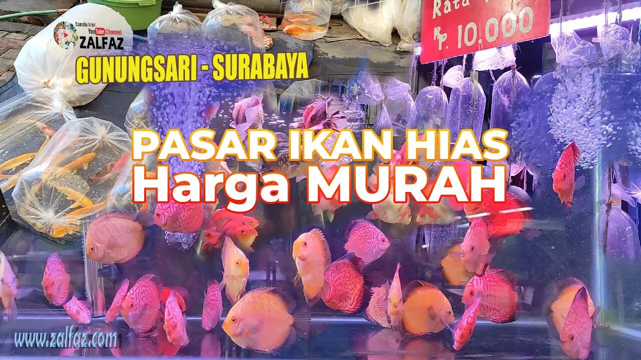 pasar ikan hias murah gunungsari surabaya, berbagai macam ikan, ada cuma 10ribuan