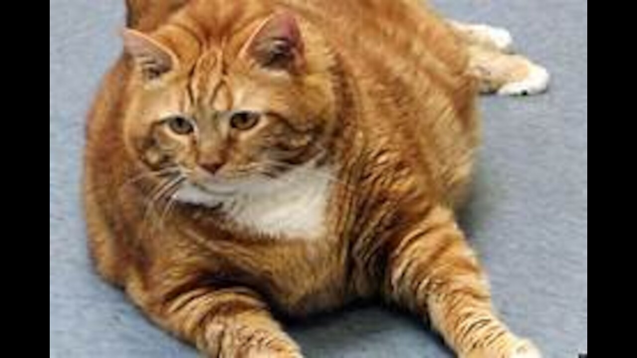 A fatty cat try to walk properly but the weight make it funny