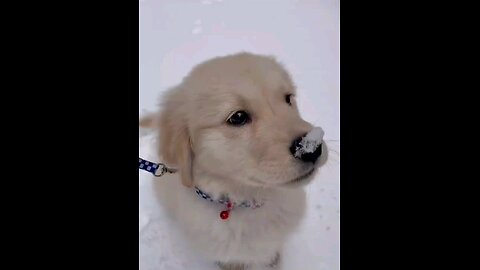 Cute dog🐕