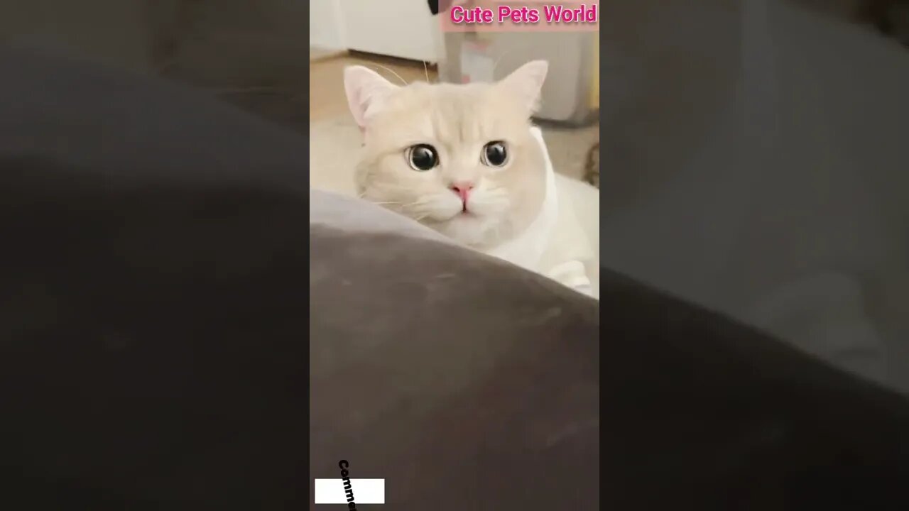 little kittens meowing and talking #funny #shorts #catcute #catvideos #tiktok #trending #trend