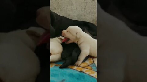 new born puppy ❤️ good morning puppy 😍 , lazy puppy 🐶 funny dog video, #shorts #meme #viral