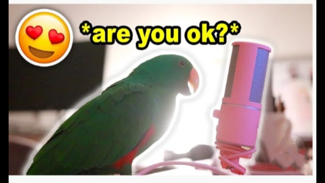 Cute parrot 🥰 Whispers Into Microphone