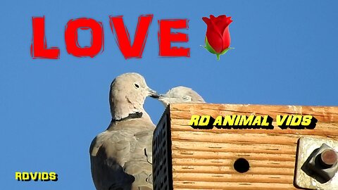 Dove Love And Romance