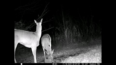 Deer Cam Spooked 11-18-2024