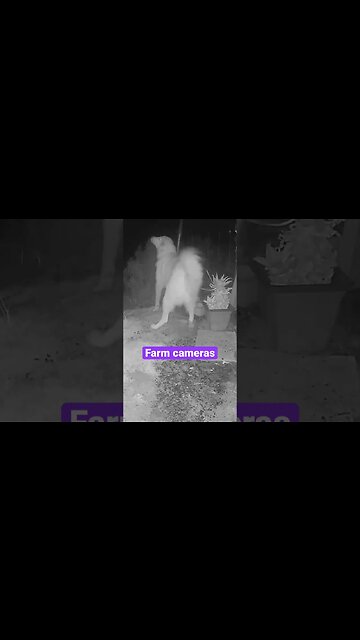 Farm cameras: monitoring animals