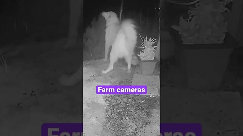 Farm cameras: monitoring animals