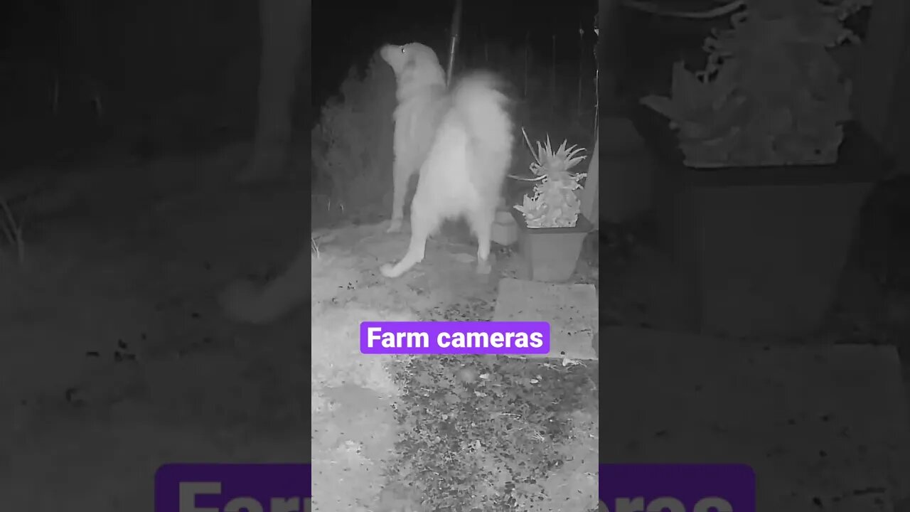 Farm cameras: monitoring animals