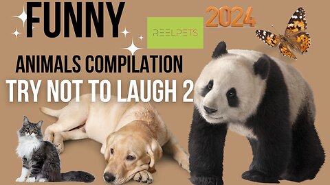 Try No To Laugh 2 - Funny Animals Compilation 2024