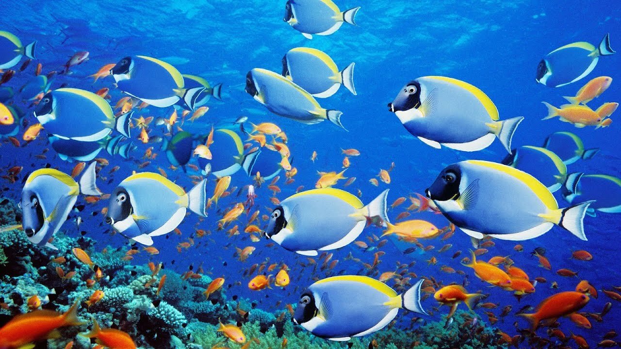 Explore beautiful coral reef and undersea nature