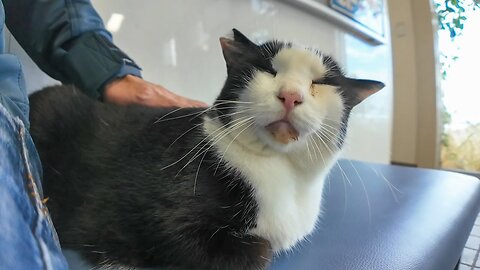 As I was sitting on a bench at the ferry ticket booth, a cat came walking up and sat down next to me