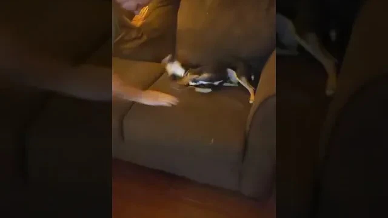 play time and sounding like a monkey