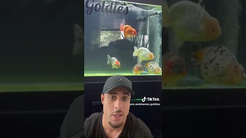 FISH TANK REVIEW #fancygoldfish #goldfish #goldfishtank #aquariumfish #ranchu