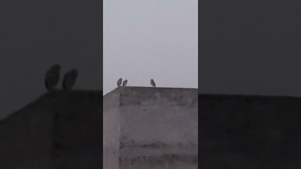 Owl family enjoying awesome weather of early morning #owl #morning #family #weather #awesome #birds