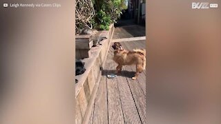 L'improbable amitié entre un suricate et des chiens!