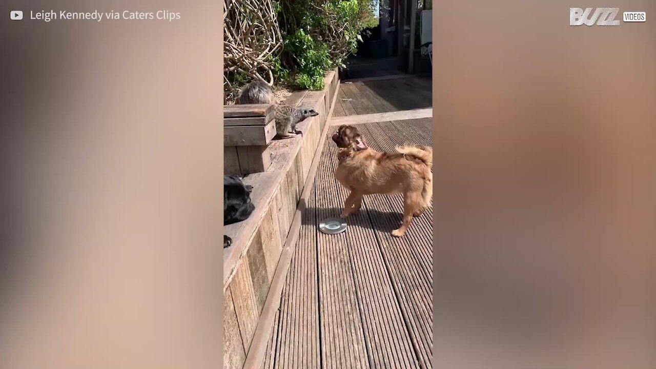 L'improbable amitié entre un suricate et des chiens!