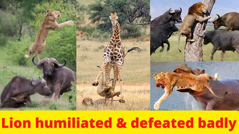 Best Moments where Lion defeated by other animals