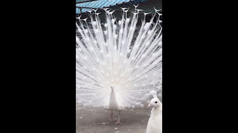 The best of peafowl feathers - The beautiful white peafowl