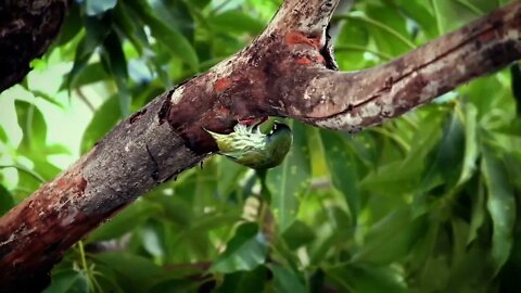 Nature Green Bird@EveryThings707