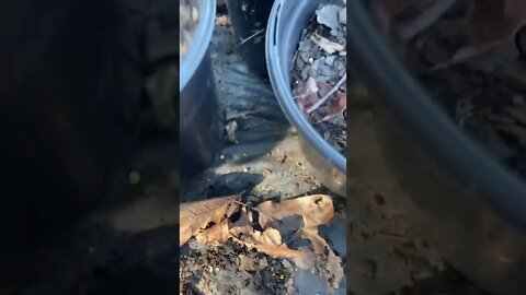Gaint Wolf Spider with babies on it’s back