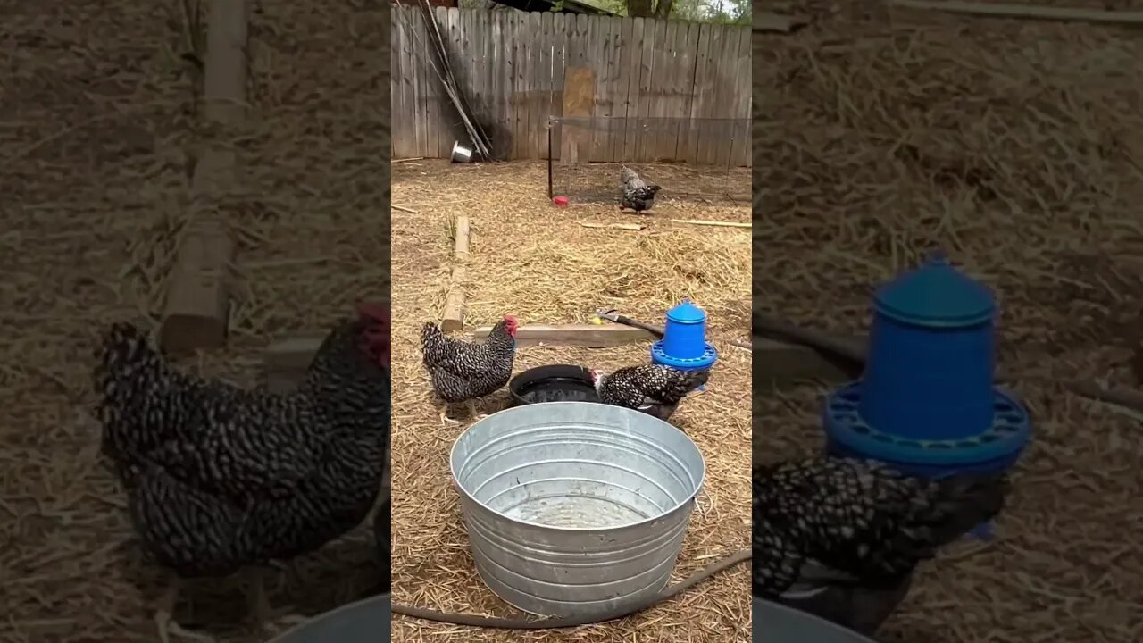 #chickens of all ages growing on our #backyardchickens #homestead! What do you think?