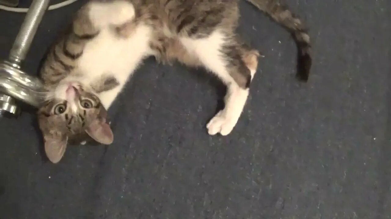 I Will Destroy the Gym Carpet, after I Spill Litter on the Floor