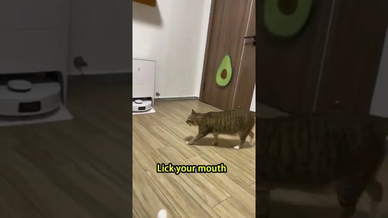 Dami is fat for a reason. He can't control his mouth,大咪胖也是有原因的,管不住自己的嘴啊。