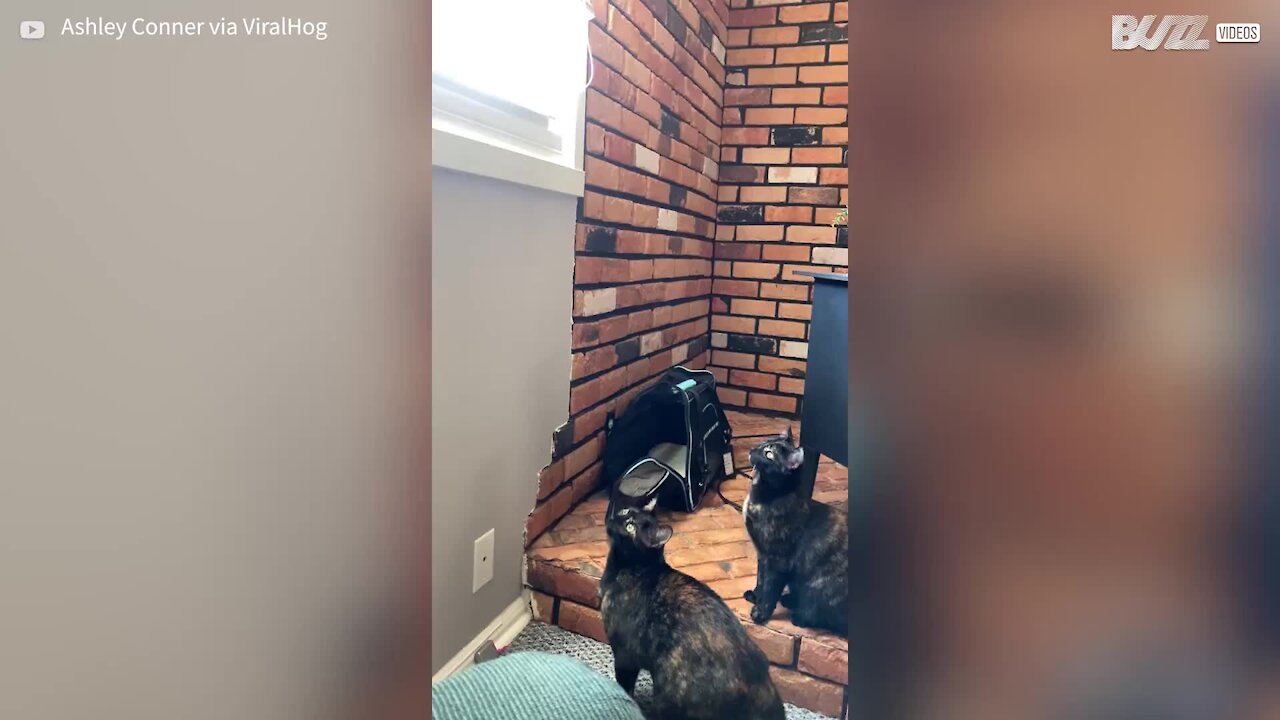 Ce chat se ridiculise lors d'un saut qui devait être facile