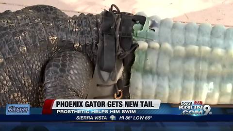 Arizona alligator named 'Mr. Stubbs' gets prosthetic tail