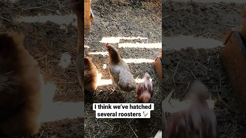 Chickens First Time Out of Coop | Stretching Their Wings 🪽