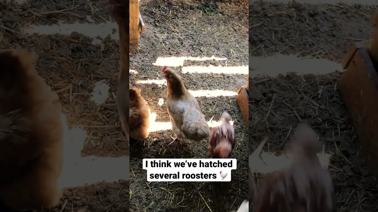 Chickens First Time Out of Coop | Stretching Their Wings 🪽