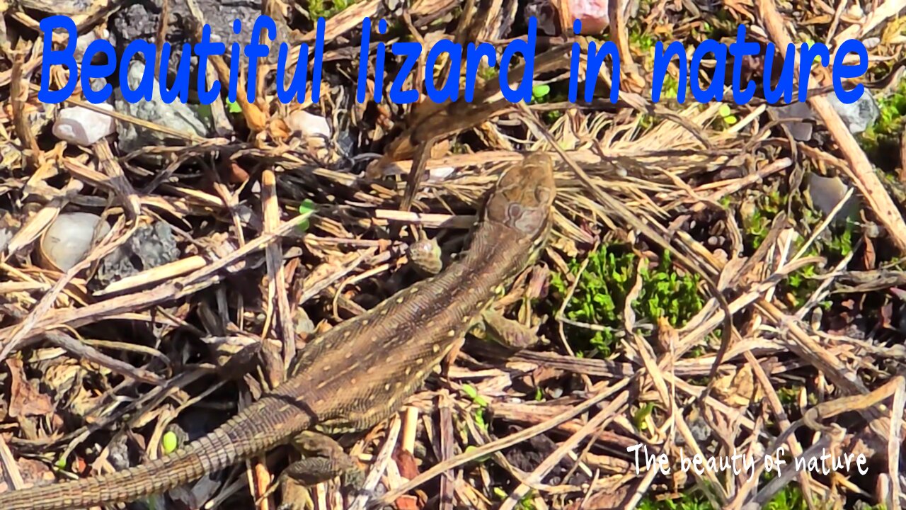 Beautiful lizard in nature / beautiful reptile on stones.