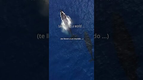 Let the 🎹 rhythmic waves carry you away 🐋 | Relaxing Music | Meditation Music | Sleep Music #shorts