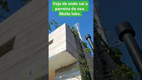 Veja onde nasceu a parreira de uva e onde foi parar.