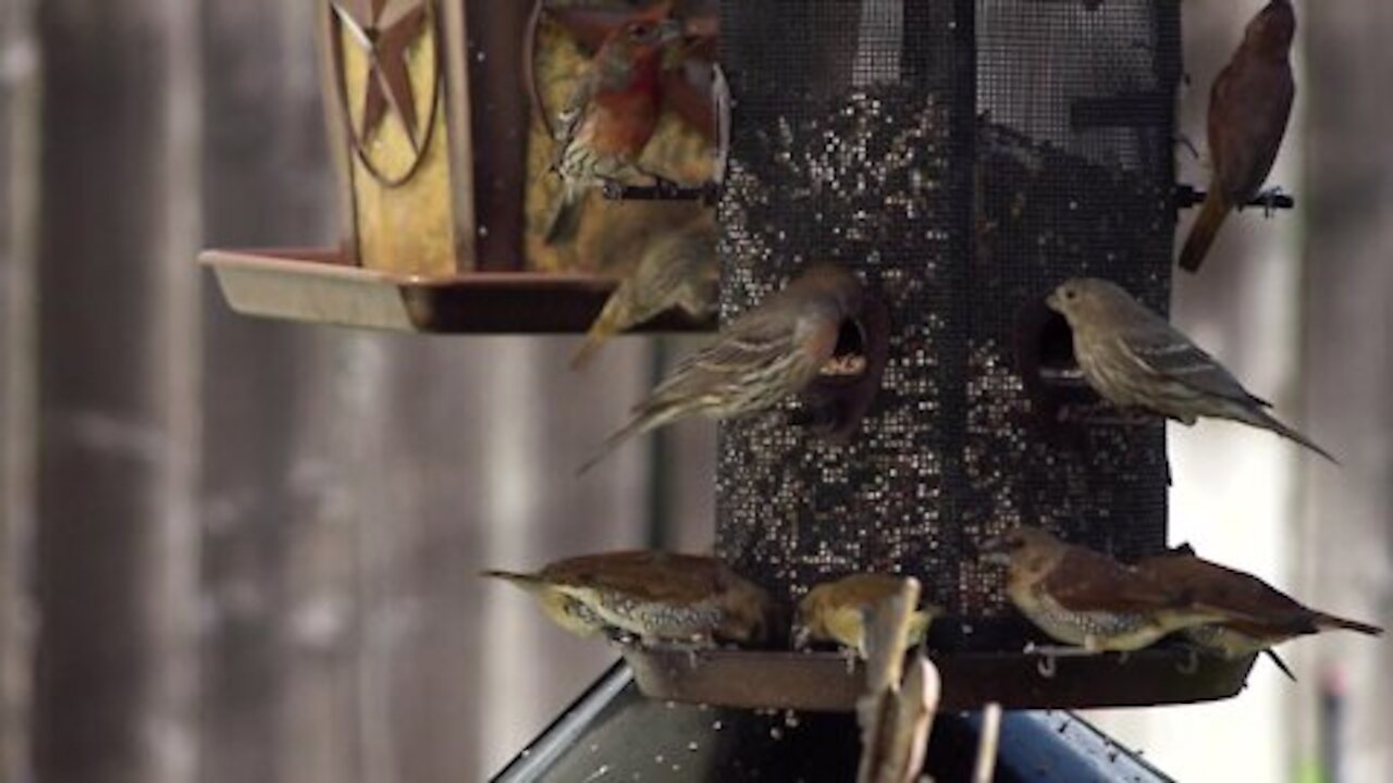 Sparrows Eating Bird singing sounds