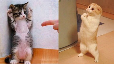 Funniest Dogs And Cats Videos (2022) | Try Not To Laugh To These Pets Compilation