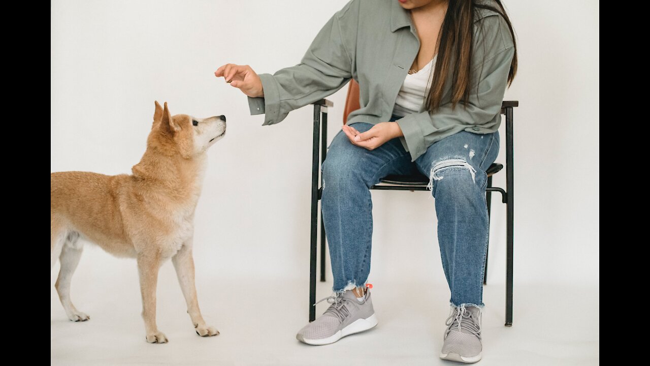 Brain Training for Dogs | Stop Puppy from Biting | Puppy Nipping