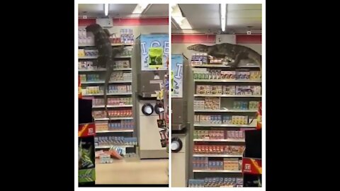 a lizard entered the supermarket