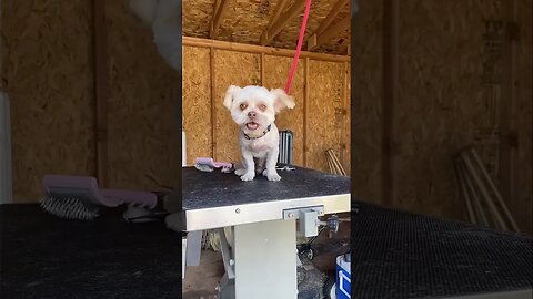 Cutie Pie | Grooming at Home! #grooming #dog