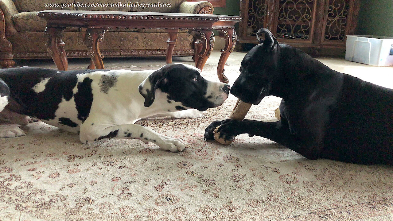Funny Great Danes Enjoy Bone Swiping and Sharing Fun