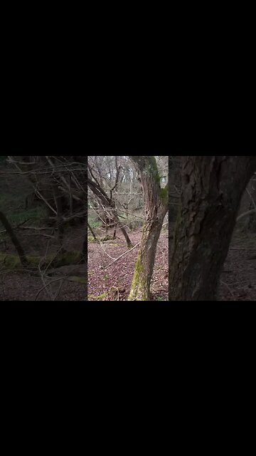 Out in the Green World