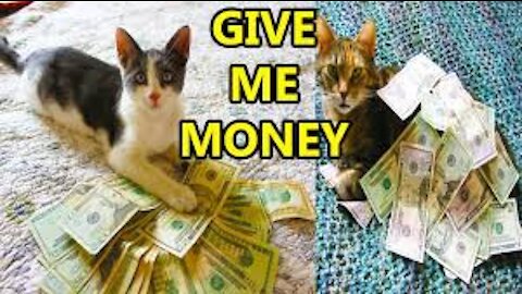 This is How catsMake Money 🤣🤣