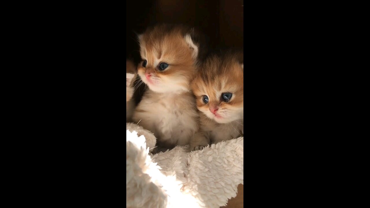 cute cat kids