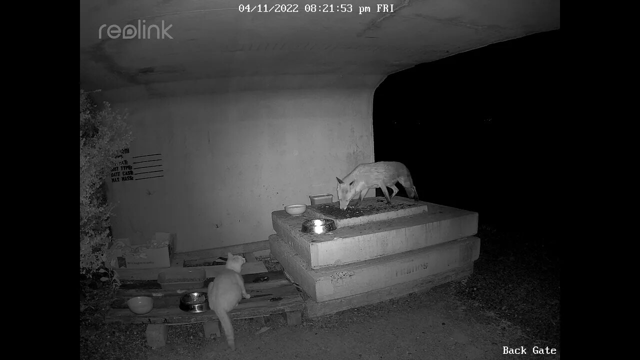 Fox chases mother ginger 4:11