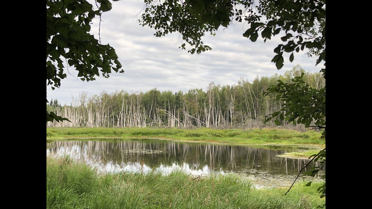 Birch Forest Trekking in Fairbanks, Alaska in July 2023