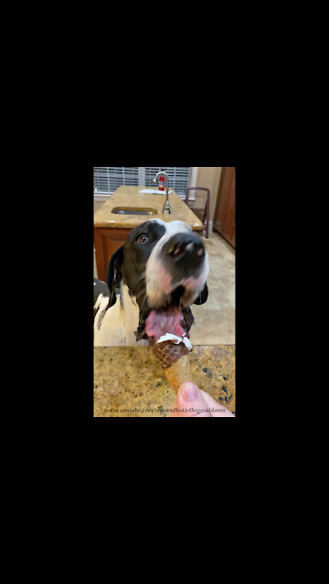 Funny Great Dane Slowly Savors His Ice Cream Cone