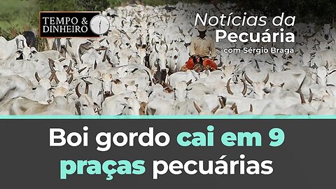 Boi gordo cai em 9 praças pecuárias e tem R$ 10,00 e diferença nas cotações entre maio e junho na B3